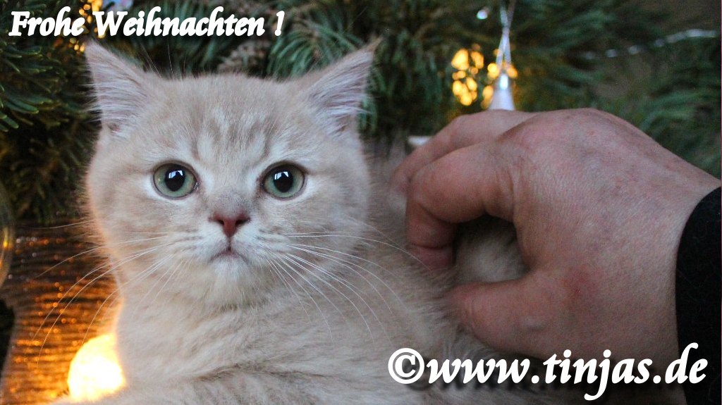 Britisch Kurzhaar Katzenbaby fawn golden shaded